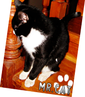 Mr.Cat