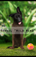 Kennel "Wild Wind"