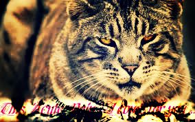 ������ ����