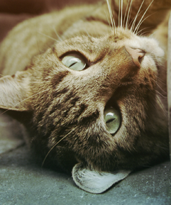 �������� ������