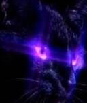 Magic Cat