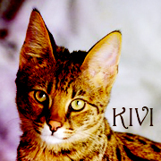 Kiviva