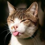 Wildcat