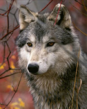 cry_wolf