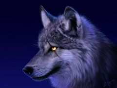 Dark Wolf