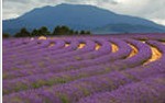 Lavanda