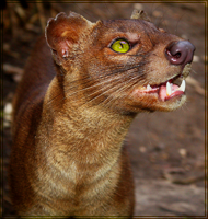 Fossa