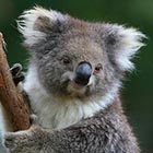 koala