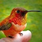 Colibry