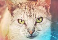 ������� ����