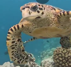 �������� �����