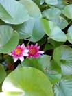 Tamarix