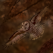 Owl