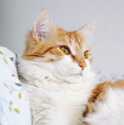 �������� {X}