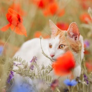 ��������� ������