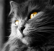 ���� �����