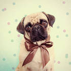 PUG.ilist