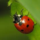 Coccinella