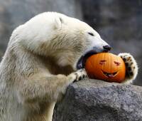 Пчёлочка Пчёлочка