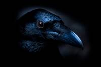 Raven