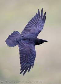 Raven