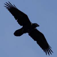 Raven