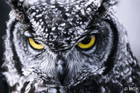 Odd Owl