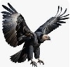 Condor