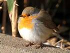 c bird