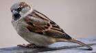 Sparrow