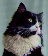 ����� ����