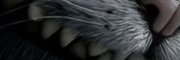 Cheshire Cat