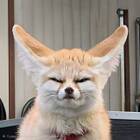 �������� ���������