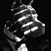 Noir dog