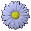 NN