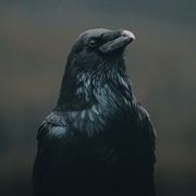 Raven