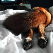 Foxy