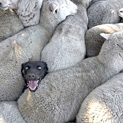 ��������
