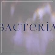 bacteria