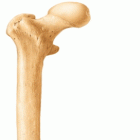 Femur