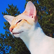 https://forumavatars.ru/img/avatars/001c/55/b9/149-1747334987.png