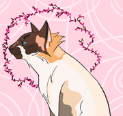 ��������