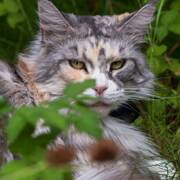 Полыницвет Полыницвет