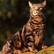 �������