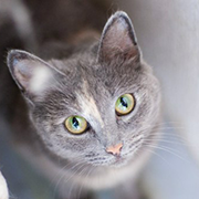 Сиренюшка Сиренюшка