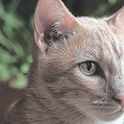 Старший Старший