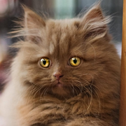 Морда Морда