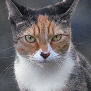 ����������