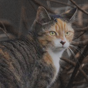 ����������