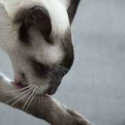 �������� ����